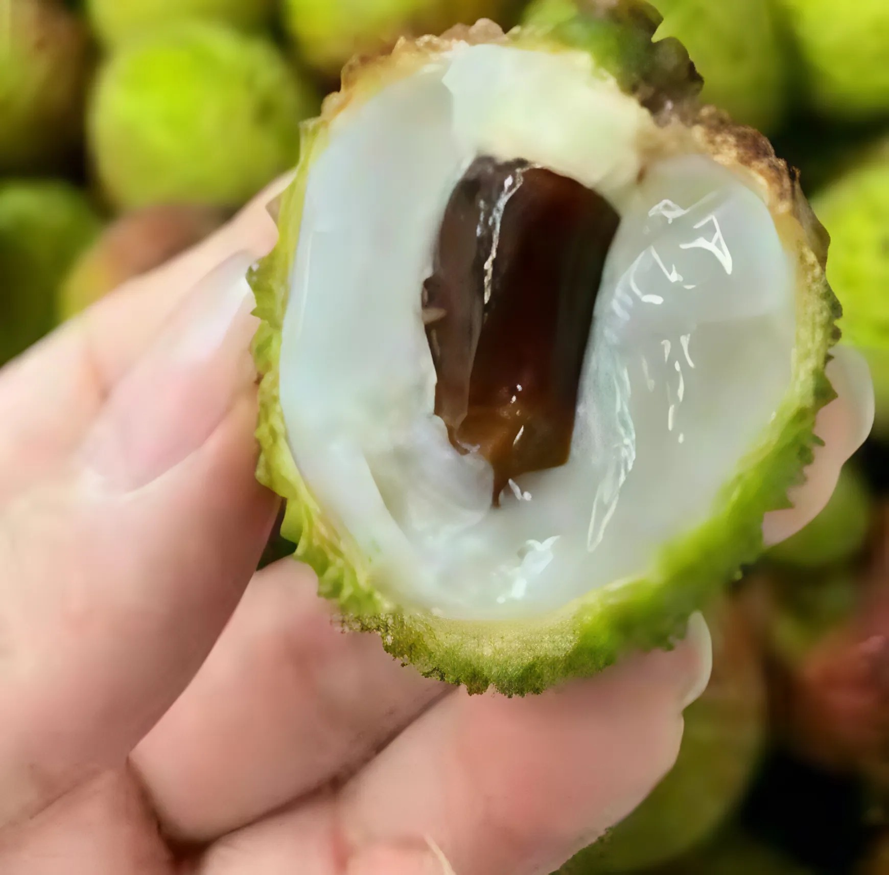 Minyak Kacang Sacha Inchi
