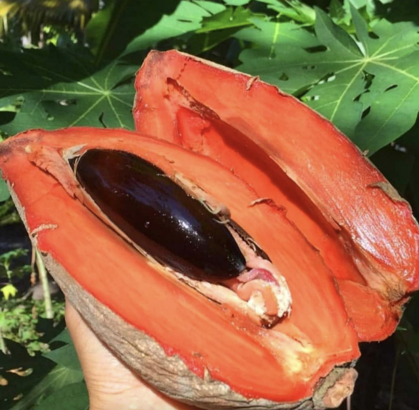 Buah Sapote Alami